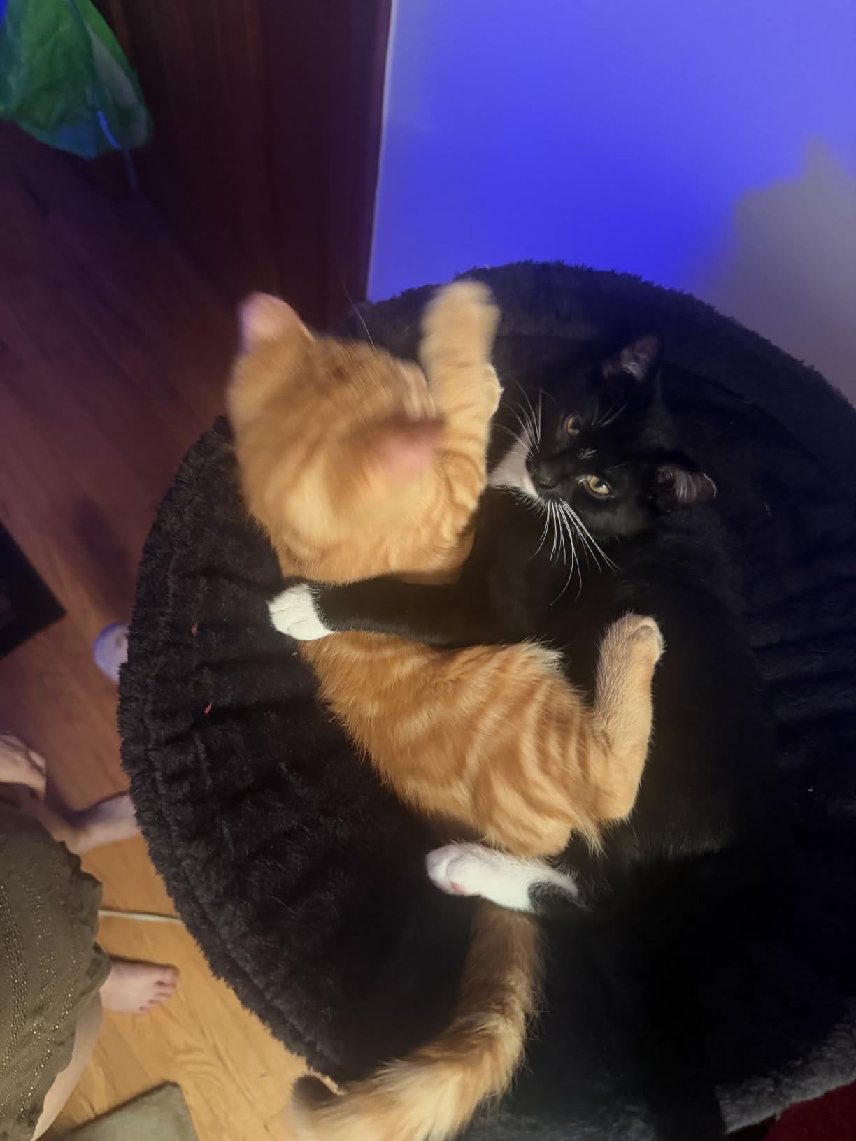 Gitelsnour Maine Coon Cat Tree, Heavy Duty Cat Tower for 20 lbs+, GCT033G customer photo 2