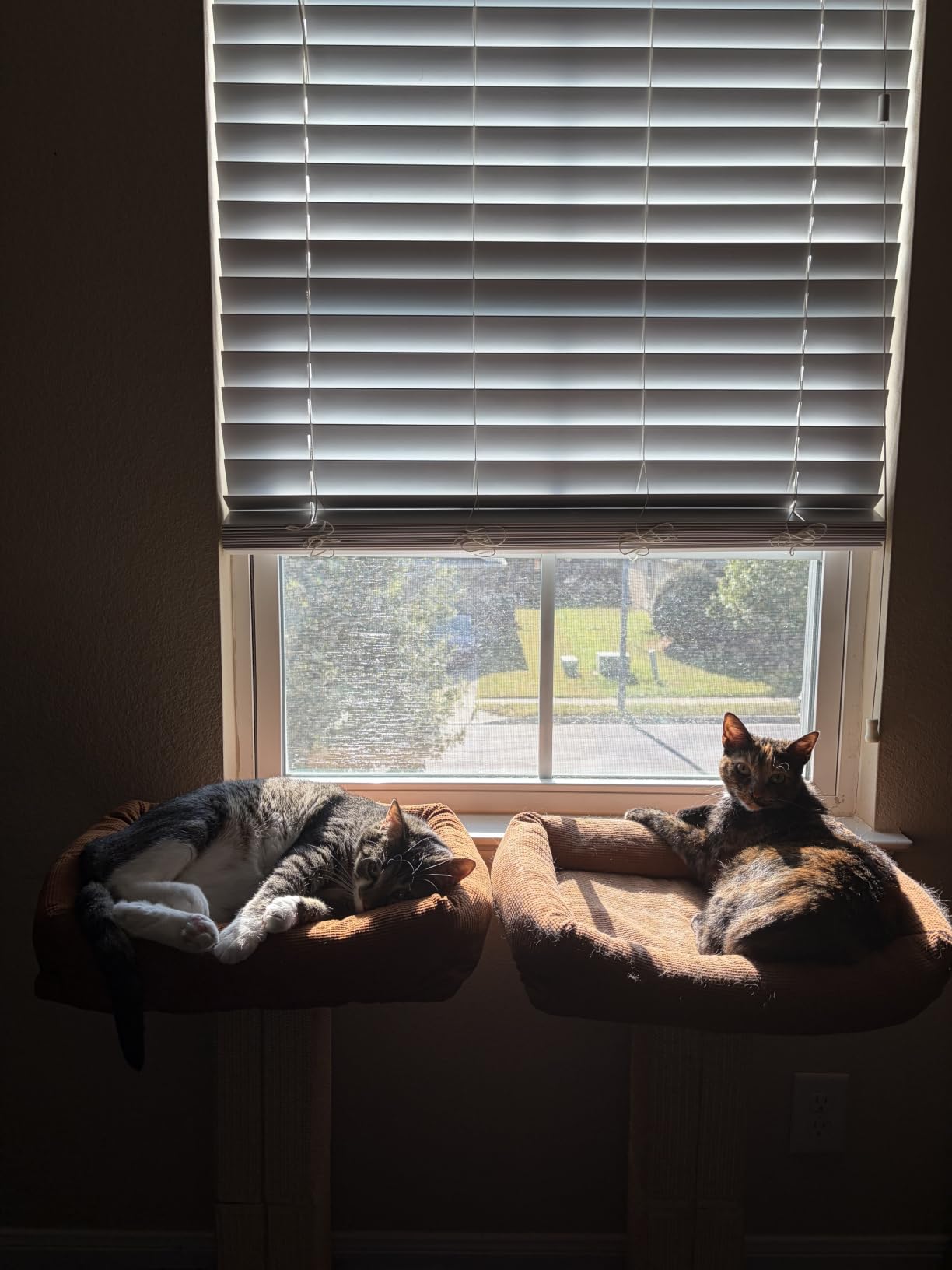 FUKUMARU Retro-Style Cat Scratching Post with Perch for Indoor Adult Cats customer photo 1