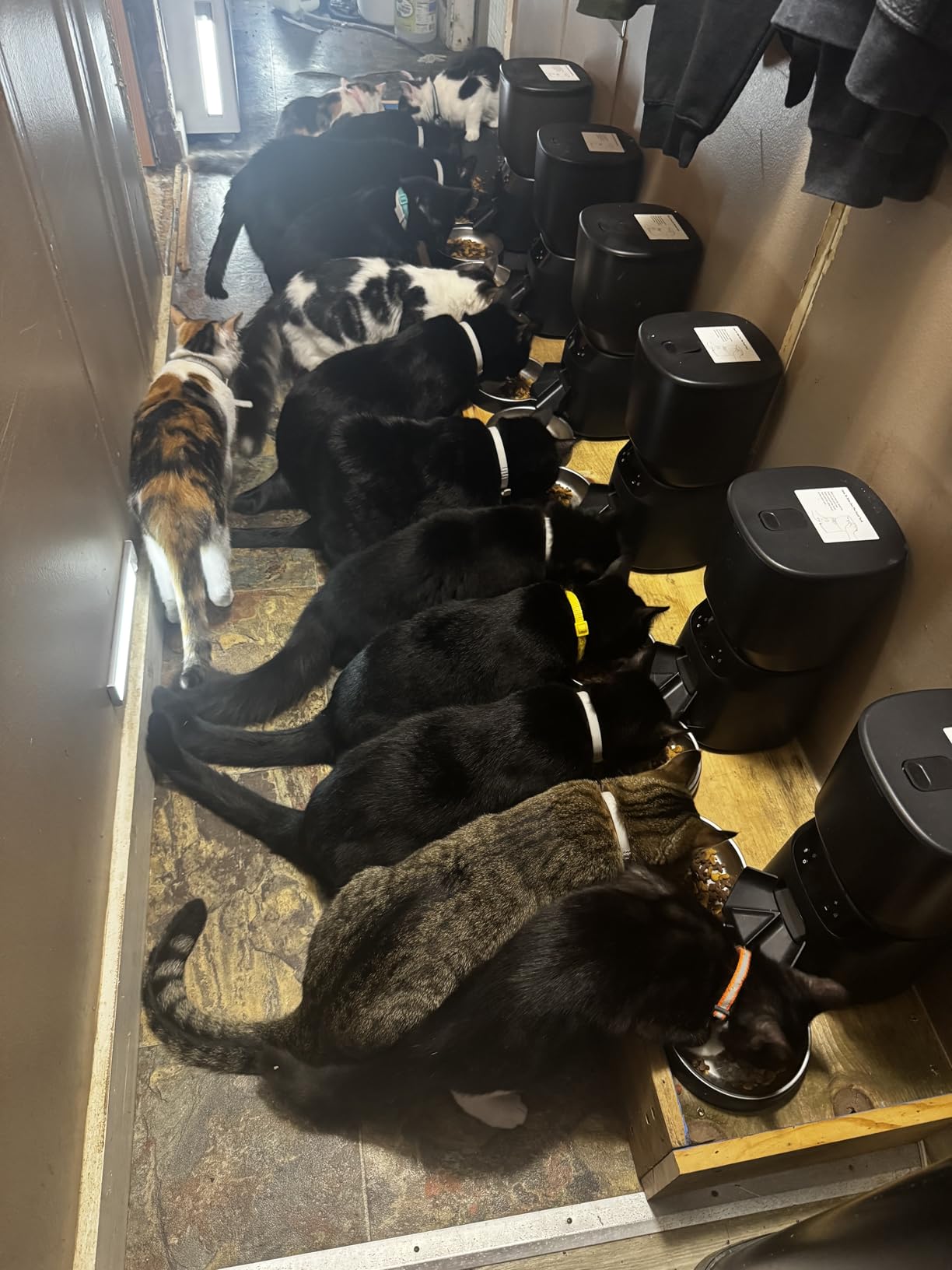 Automatic Cat Feeders for Two Cats, 5L/20 Cups Double Automatic Cat Food Dispenser with 2 Stainless Bowls, Timer Setting 20 Portions 6 Meals Per Day, 10s Meal Call (Black) customer photo 2