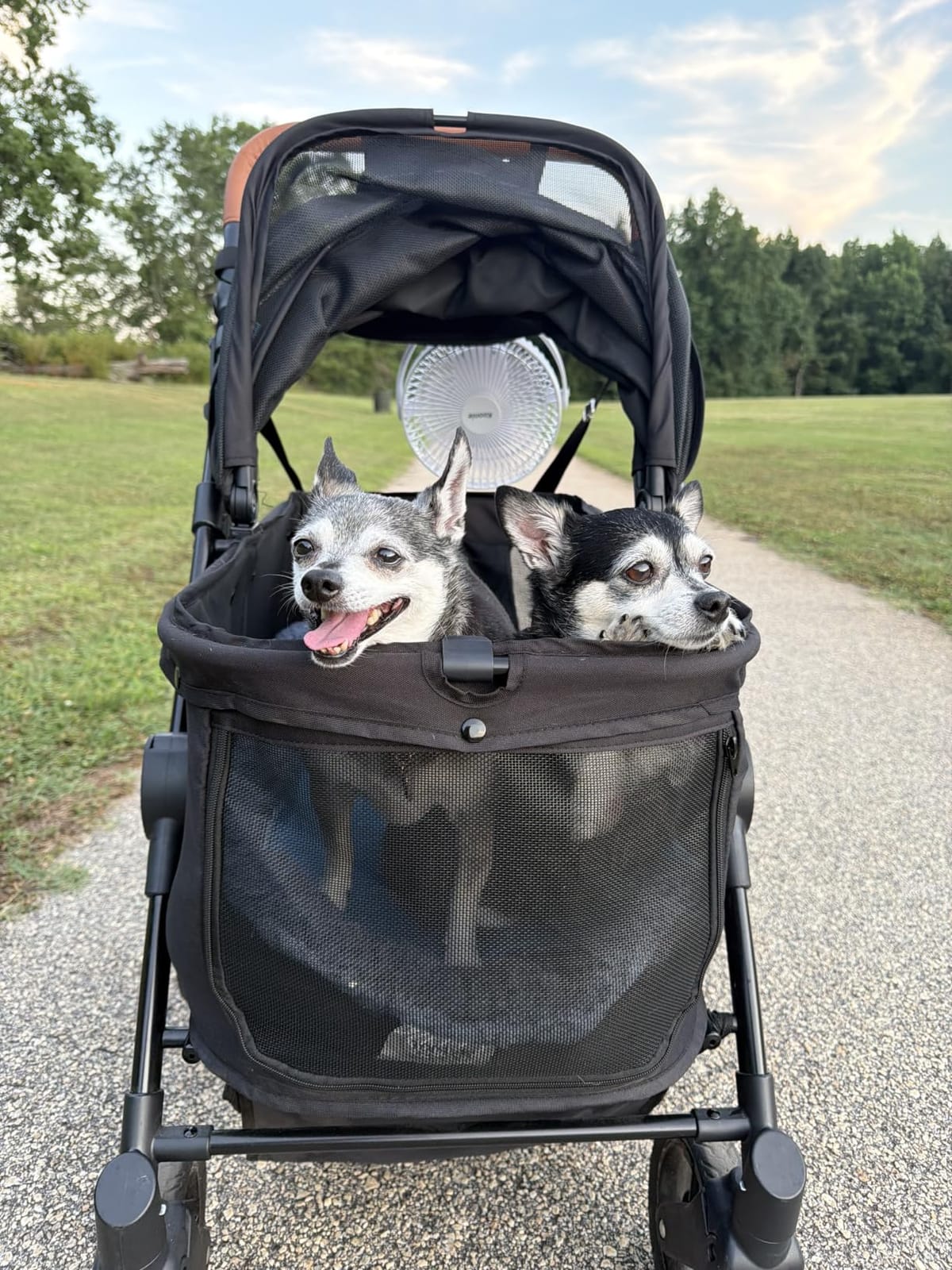Zoosky Medium Dog Stroller for Large Dogs, Pet Stroller, Up to 66lbs customer photo 1