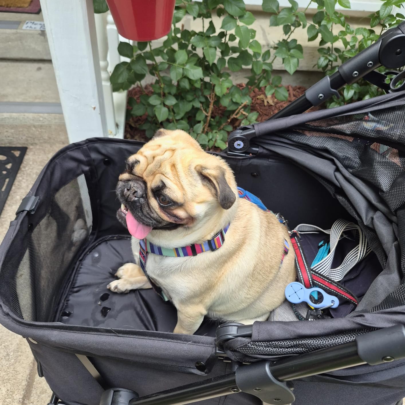 Zoosky Medium Dog Stroller for Large Dogs, Pet Stroller, Up to 66lbs customer photo 2