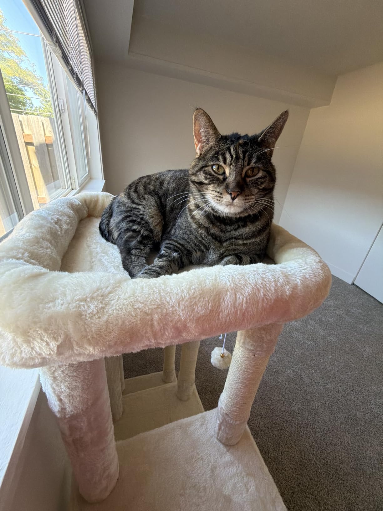 Heybly Heavy Duty Cat Tree with Large Base for Large Indoor Cats HCT026W customer photo 2
