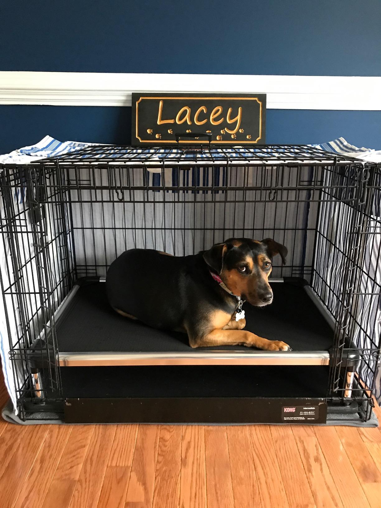 K9 Ballistics Chew Proof Elevated Cot Bed, XXL, Obsidian Black Ripstop customer photo 1