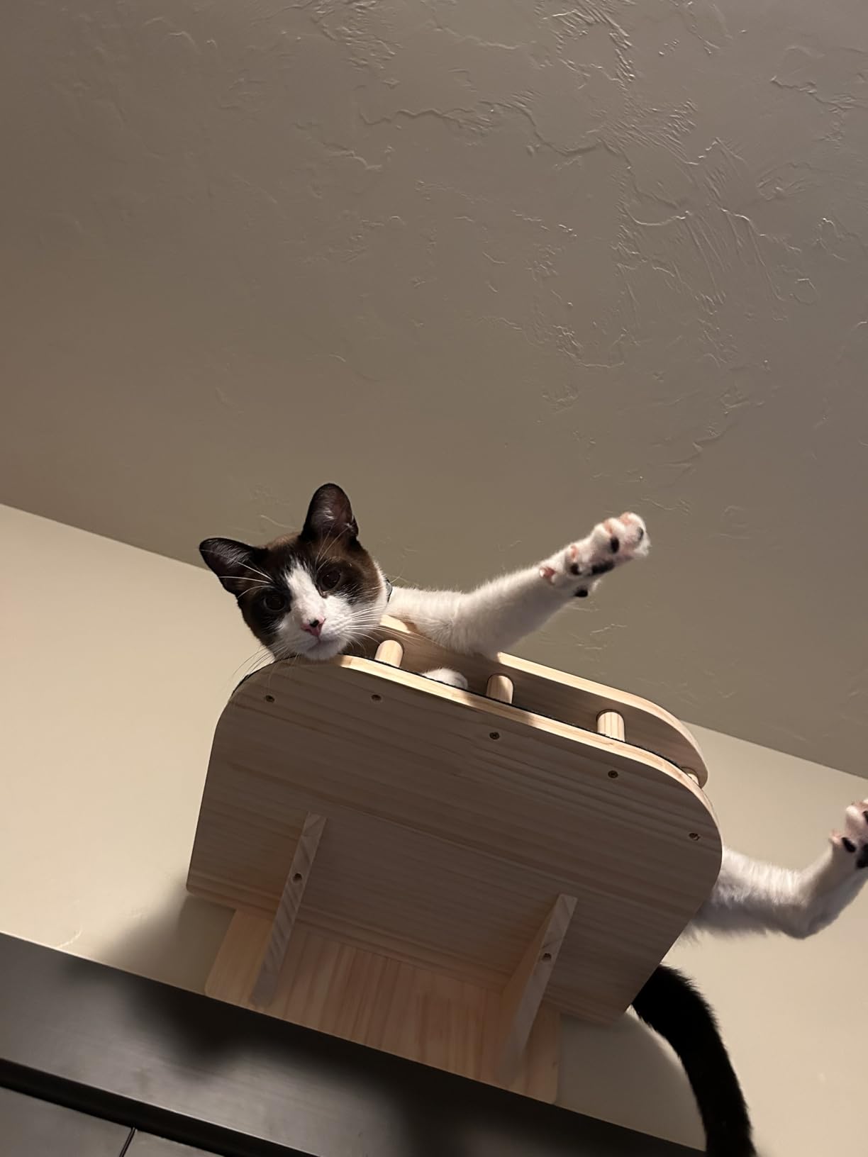 XiaZ Cat Wall Shelves, Corner Cat Shelf with 3 Wide Perch Steps, Kitty Wall Climber Wooden Furniture up to 25lbs, Modern Floating Cats Stairs for Indoor Sleeping, Playing, Climbing customer photo 1