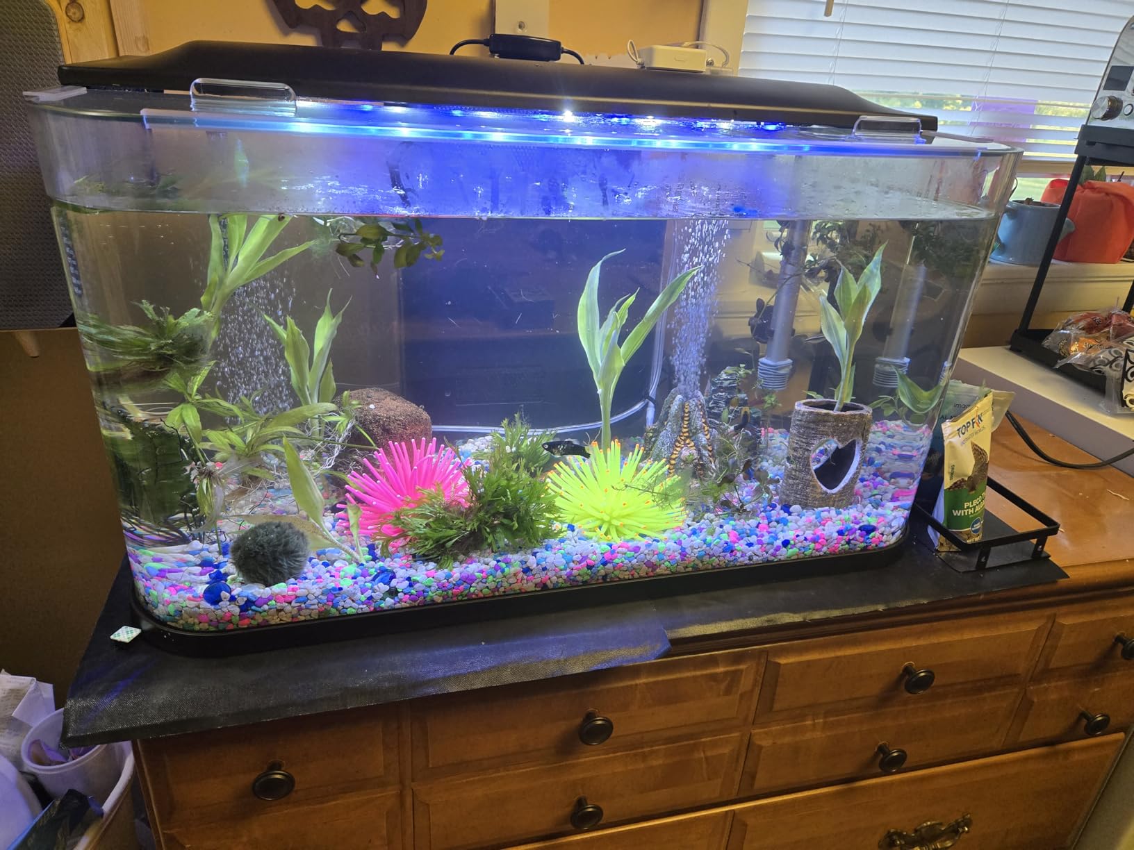 GloFish Glass Aquarium Kit, 20 Gallons, Includes Premium Blue, LED Light Stick & Integrated Filtration, Perfect for Beginners or Seasoned Hobbyists, Seamless, Curved Design customer photo 1