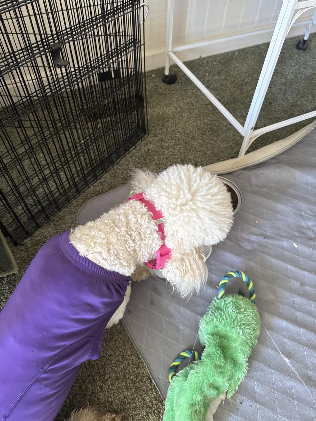Halo Collar 5 GPS Wireless Dog Fence customer photo 1