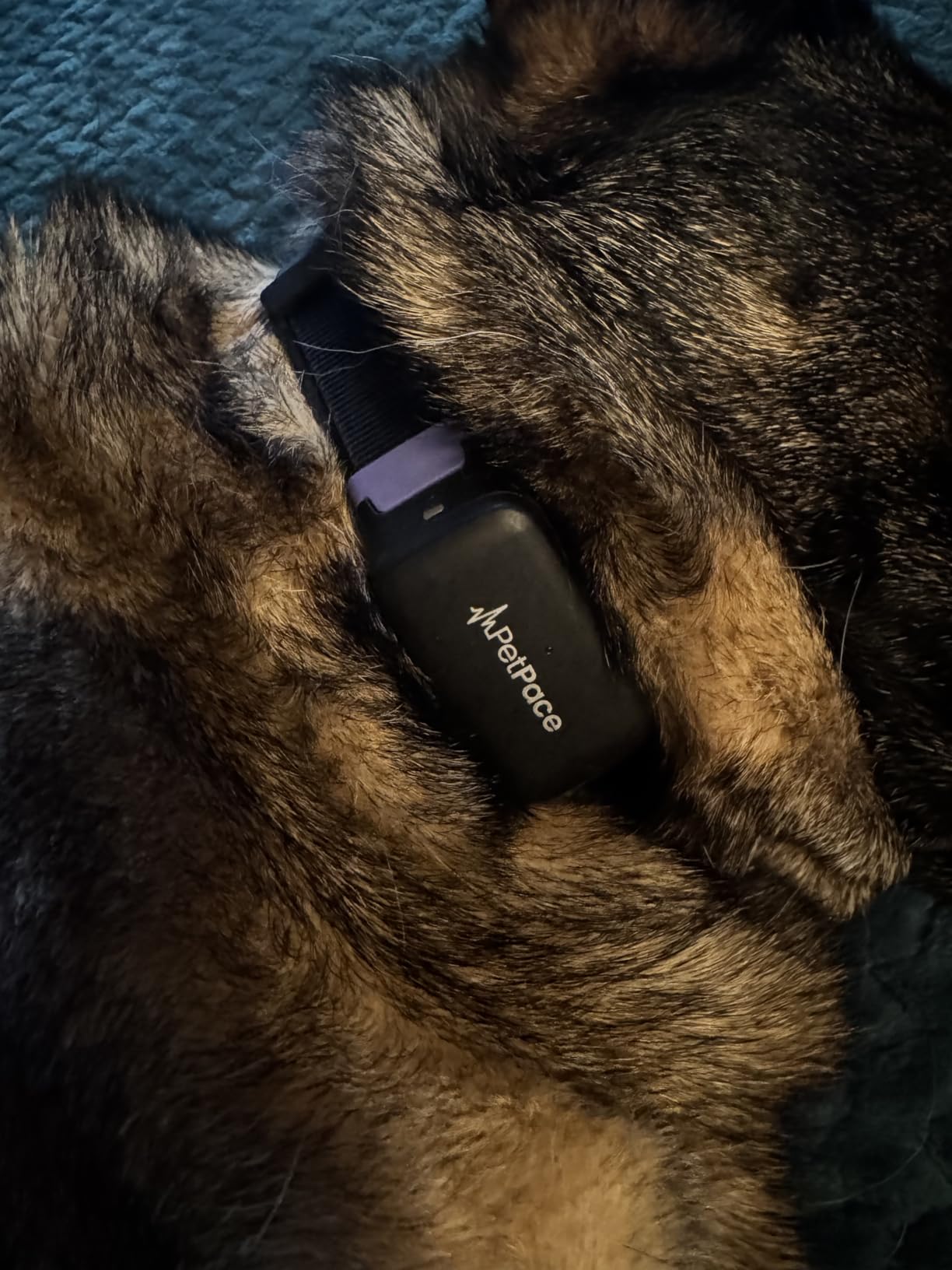 NEW Dog Health Monitor V3.0 by PetPace – AI Smart Collar with 24/7 Vital Signs, Pain & GPS Tracking, Telehealth AskaVet & Share With Your Vet, Smartwatch Sync – Subscription Required (Large) customer photo 2