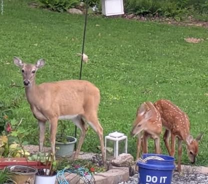 Deer Repellent Outdoor, Deer Repellent for Plants, 8 Packs customer photo 1
