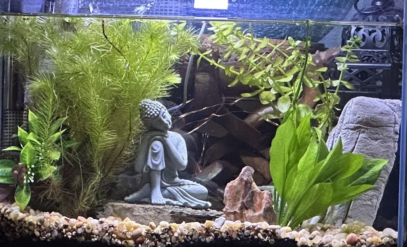 Vimvins 20 Gallon Glass Fish Tank customer photo 1