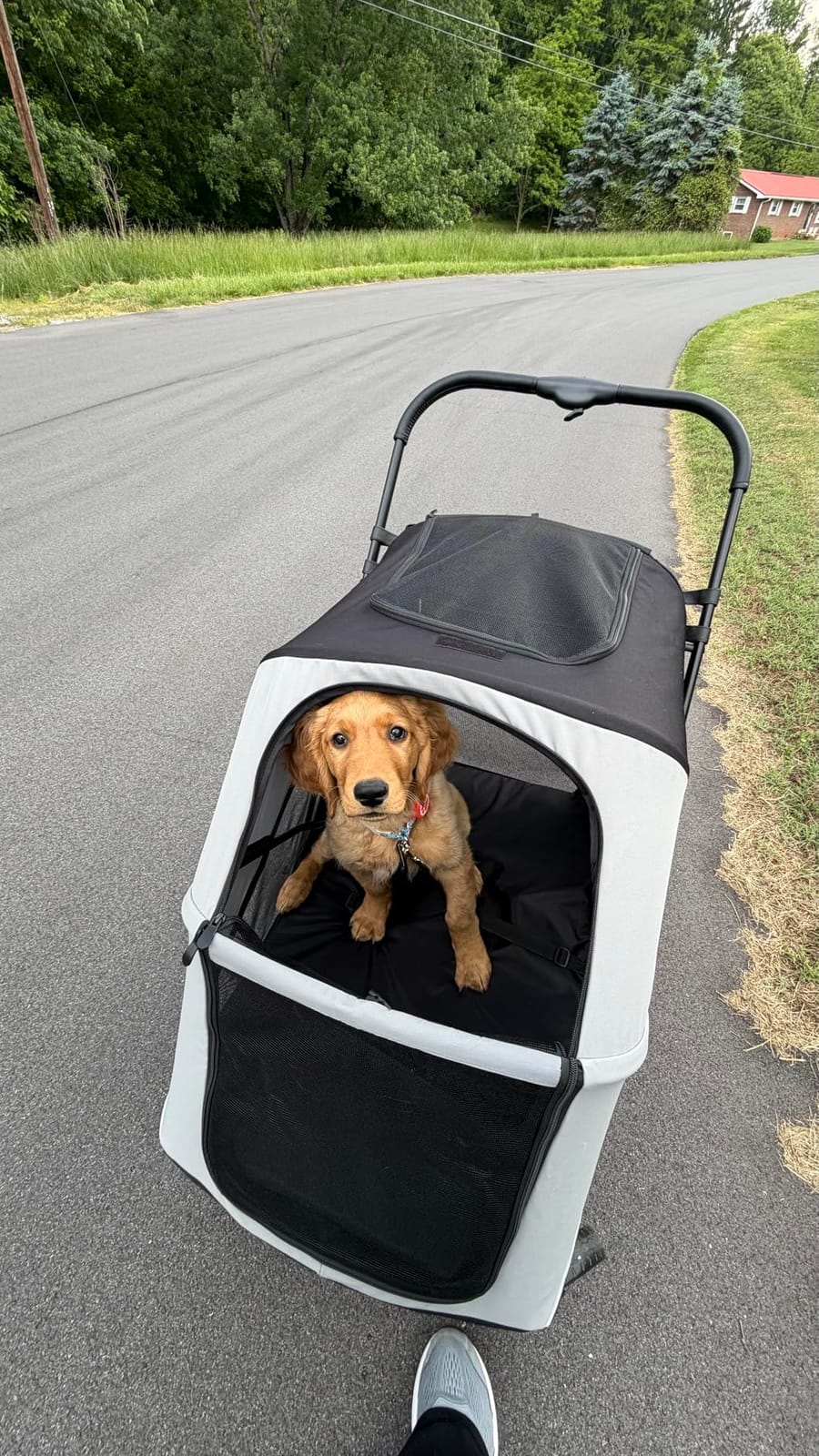 Dog Stroller for Large & Medium Dogs, 4 Wheels Pet Stroller for Large Dogs up to 120lbs, Extra Large Dog Stroller with Foldable Design, Sun Shades, Storage Pocket, Breathable Mesh customer photo 2