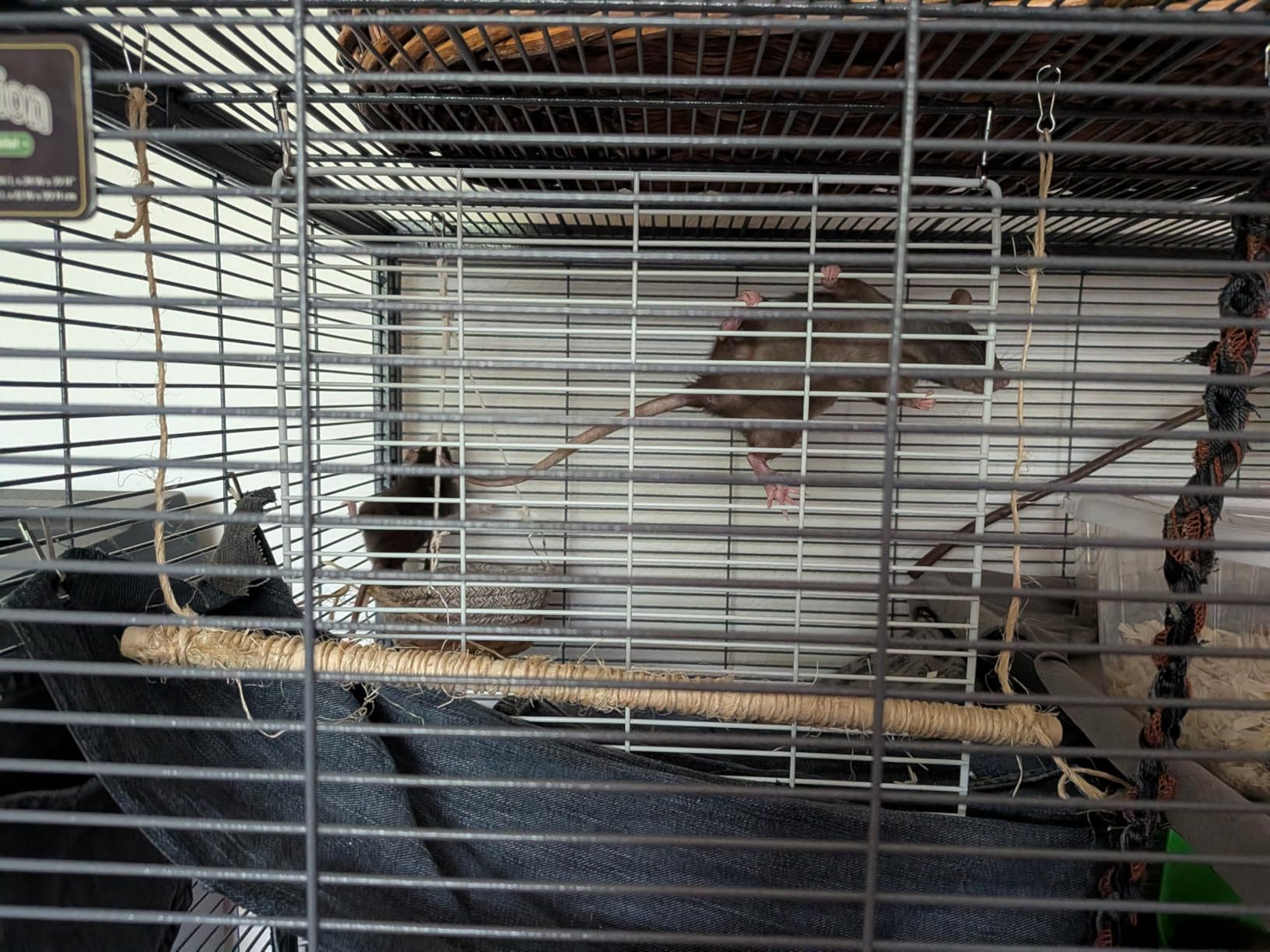 SONGMICS Guinea Pig Cages, 2-Tier Small Animal Cage customer photo 2