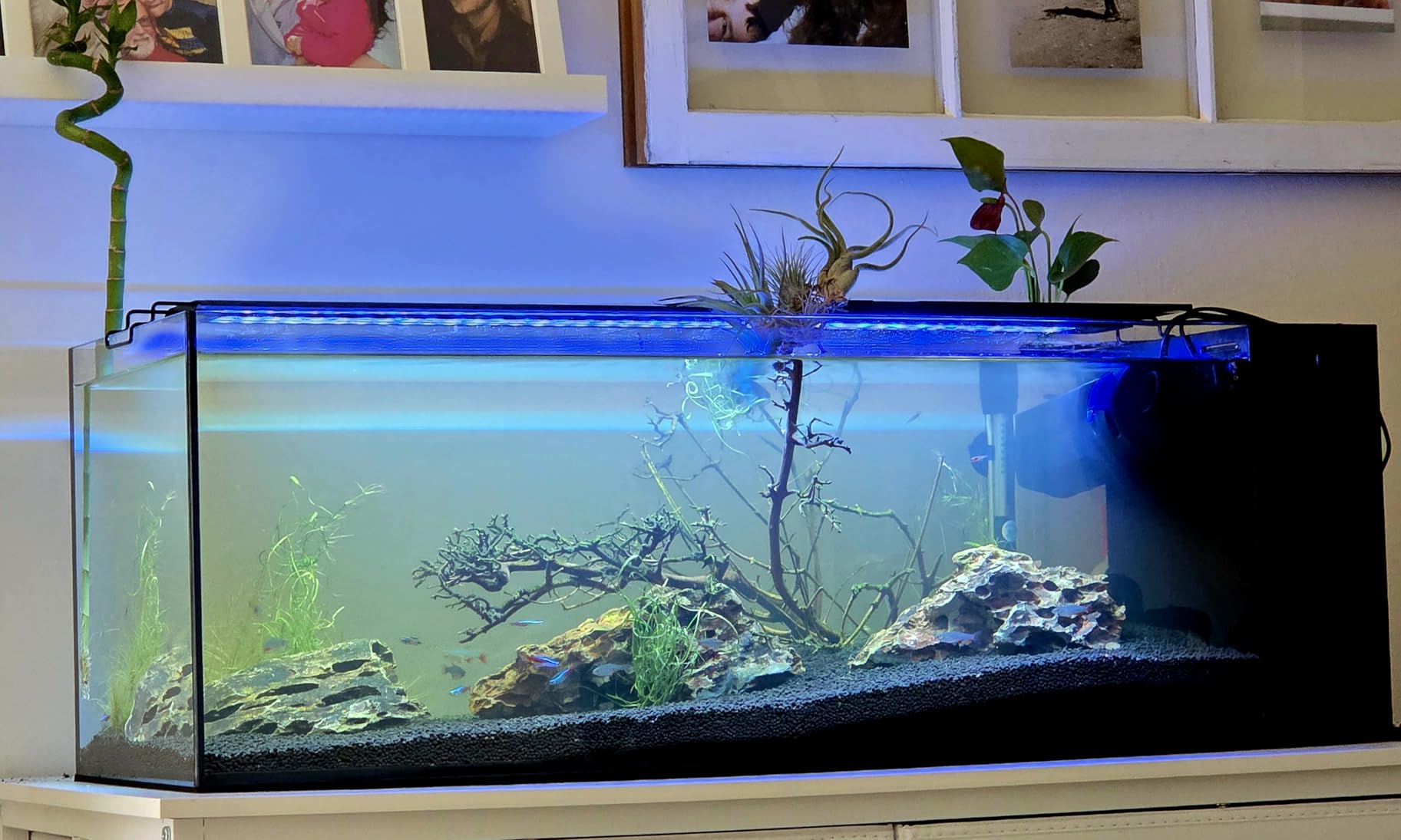 Ultum Nature Systems Dual AIO - Freshwater/Saltwater Compatible, All in One Rimless Tank with Triple Chamber Filtration System, Integrated Filter Aquarium with Leveling Mat - 6 Gallon, 45SA, Black customer photo 1