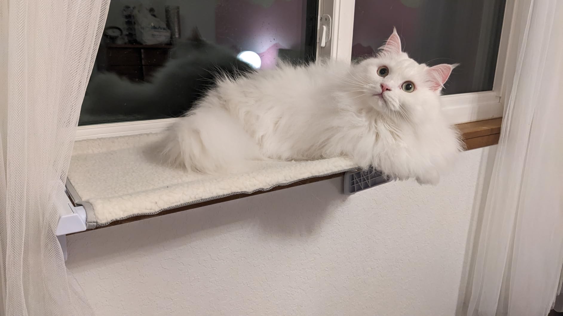 Upgraded Heavy Duty Cat Window Perch for Large Cats, Metal Window Sill Cat Bed, Reinforced Clamp, Supports Up to 130 lbs, No Suction Cups (XL 1PC) customer photo 1