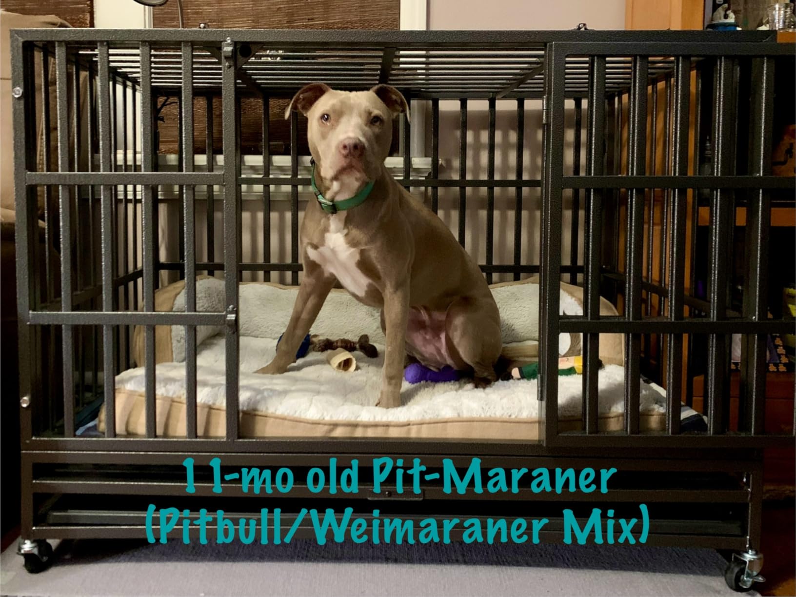 Oranland 48 Inch Heavy Duty Dog Crate,2026 Ultimate Escape Proof Base Plate customer photo 1