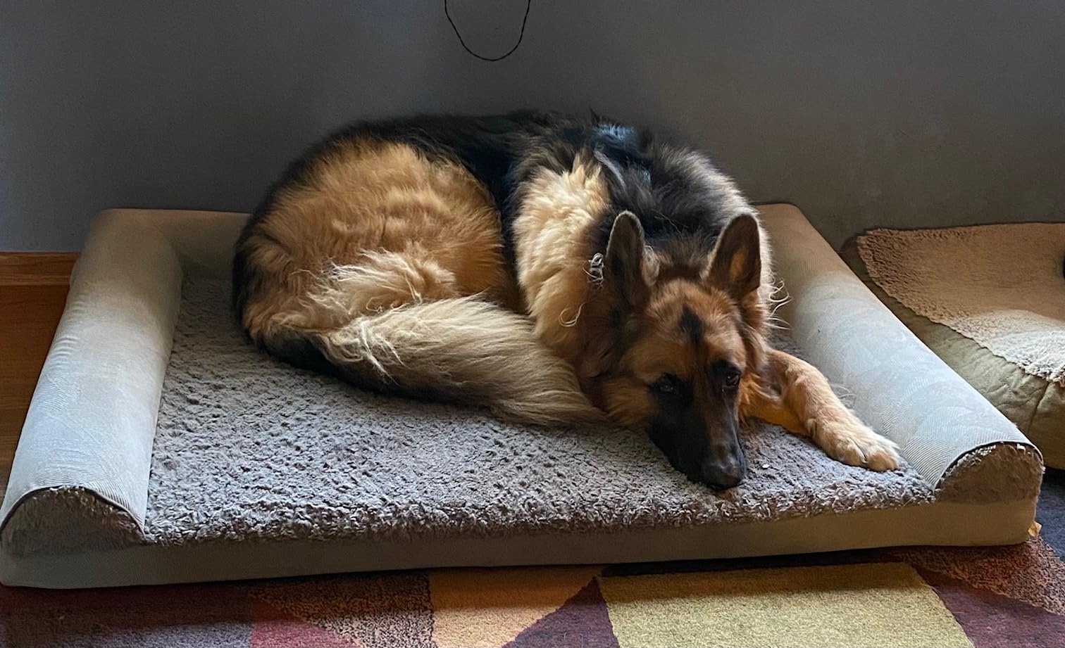 JOEJOY Chew Proof Indestructible Dog Bed for Large Dog, Chewproof Crate Pad customer photo 2