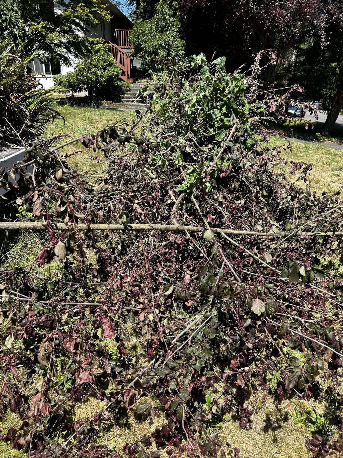 SEESII 2-in-1 Cordless Pole Saw 8-Inch & 16-inch Hedge Trimmer Combo customer photo 2