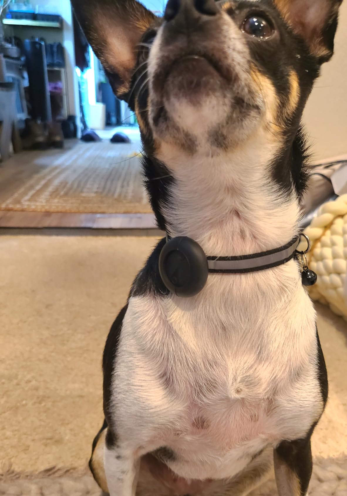 GPS Pet Tracker for Dogs & Cats, Smart Collar with Real-Time Location customer photo 1