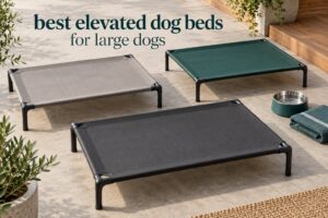 best elevated dog beds for large dogs