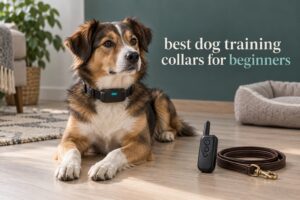 best dog training collars for beginners