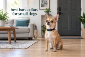 best bark collars for small dogs
