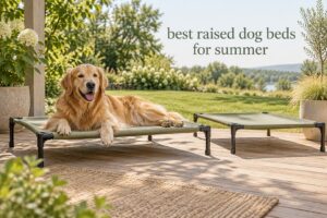 best raised dog beds for summer